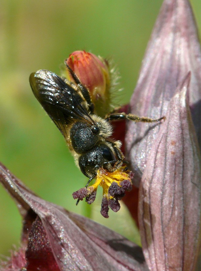 imenottero su Serapias cordigera: Apidae Megachilinae: cfr. Megachile sp.